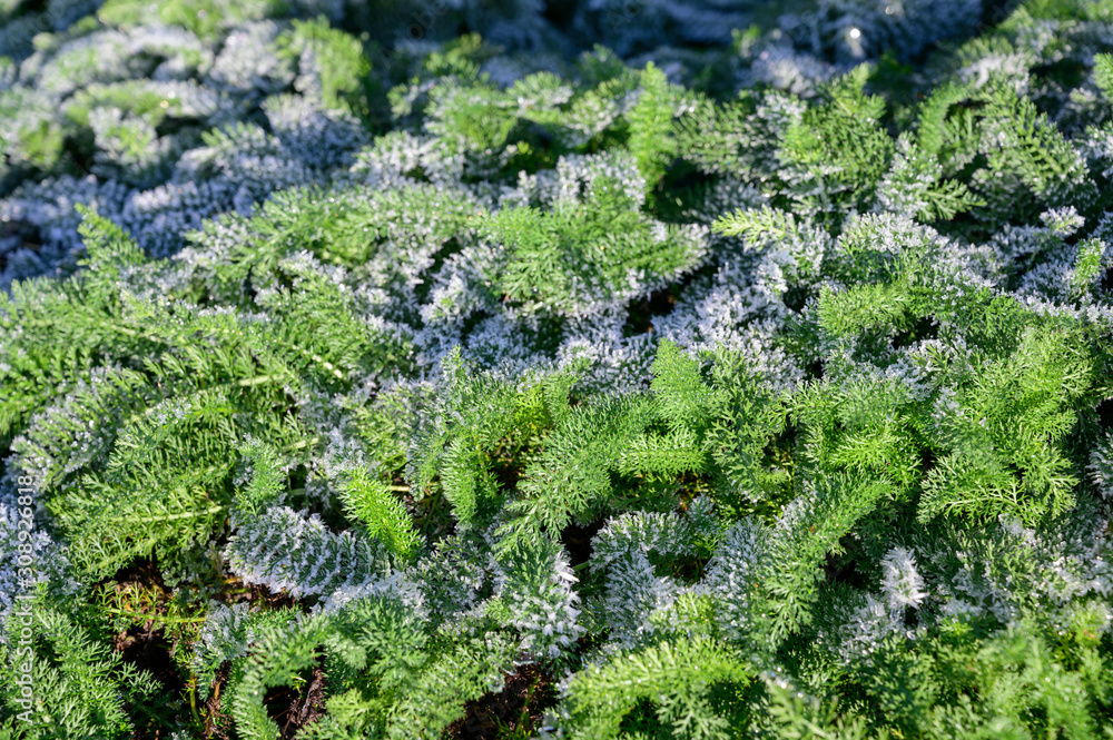  Frost on grass and leaves in nature