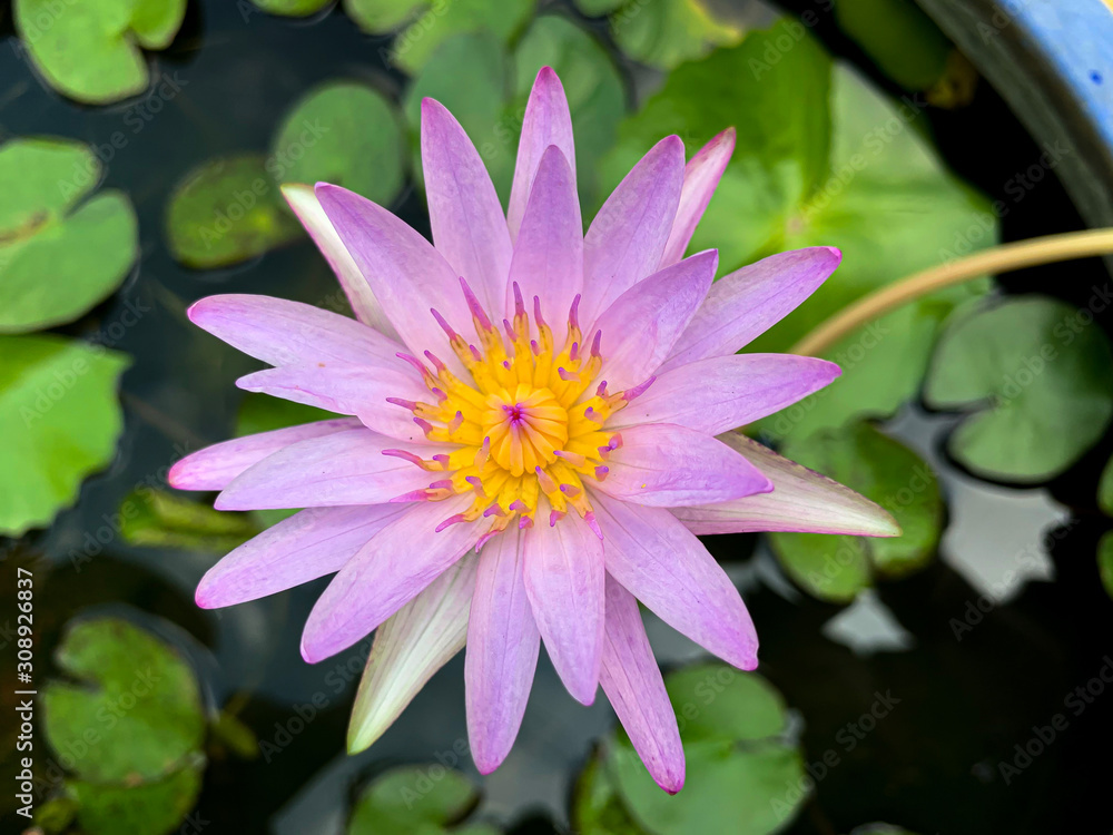 Beautiful of purple waterlily or lotus flower in Tub. Beautiful of purple waterlily or lotus flower in Tub.