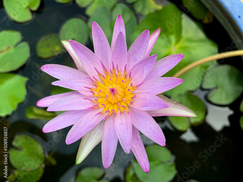 Beautiful of purple waterlily or lotus flower in Tub.