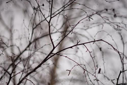 Bare birch tree branches in raindrops, against the background of a grey foggy sky.