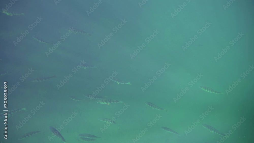 School of big perch swimming, seen from the water surface School of big perch swimming, seen from the water surface
