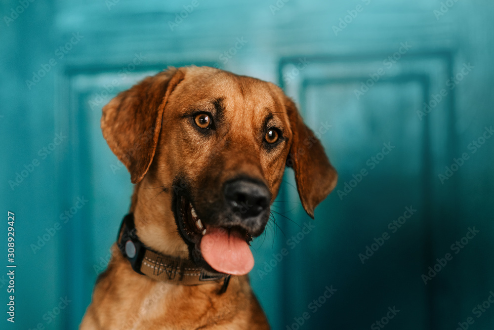 red mixed breed dog portrait in a collar indoors red mixed breed dog portrait in a collar indoors