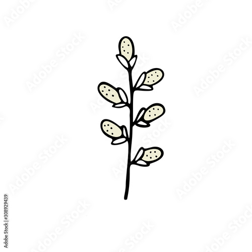 Single hand drawn floral element  willow twig. Doodle  simple outline illustration.