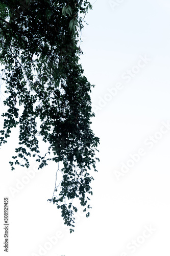 ivy tree climbing with leaf on white background photo