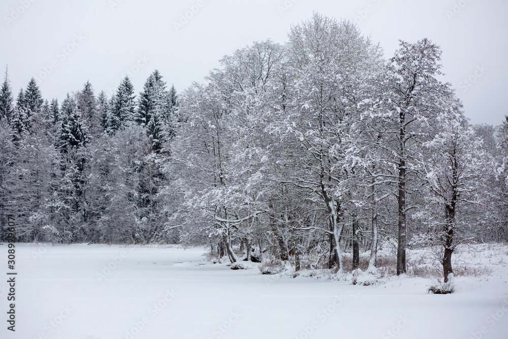 Wonderful winter forest in cloudy weather. Wonderful winter forest in cloudy weather.