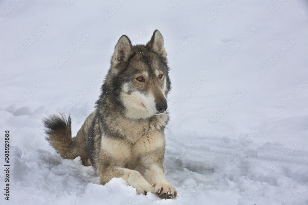 Fototapeta premium Dog of sled dog team on steakout after competition