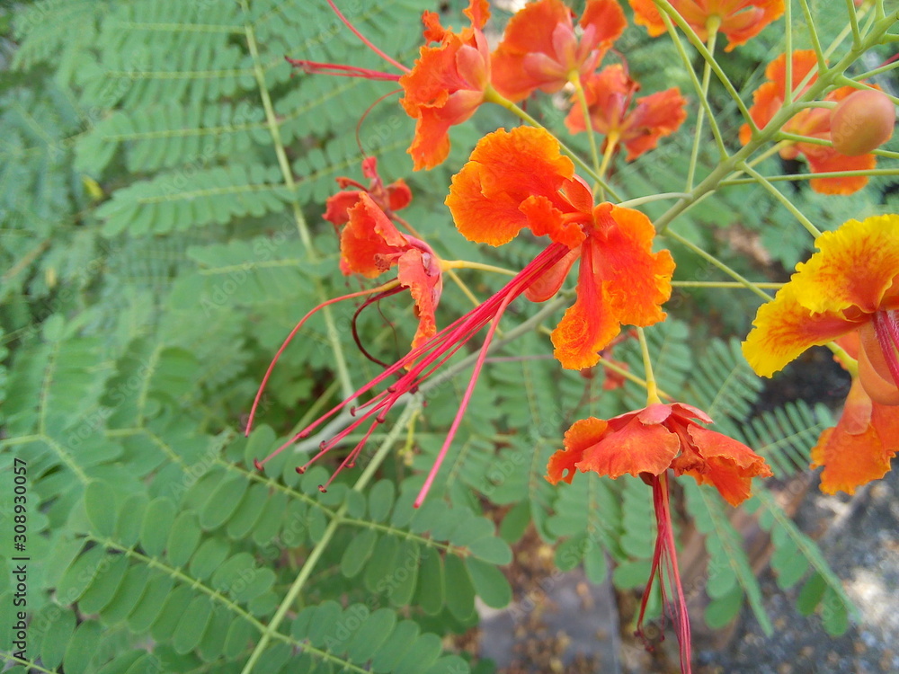Blooming barbados pride or caesalpinia flower in the garden. Blooming barbados pride or caesalpinia flower in the garden.