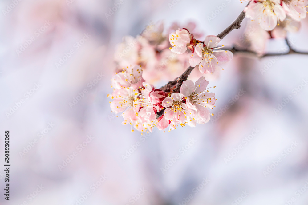 Pink apricot tree blossom in the city park on spring sunny day. Beautiful nature background. Toned photo, close up, shallow depth of the field. Pink apricot tree blossom in the city park on spring sunny day. Beautiful nature background. Toned photo, close up, shallow depth of the field.