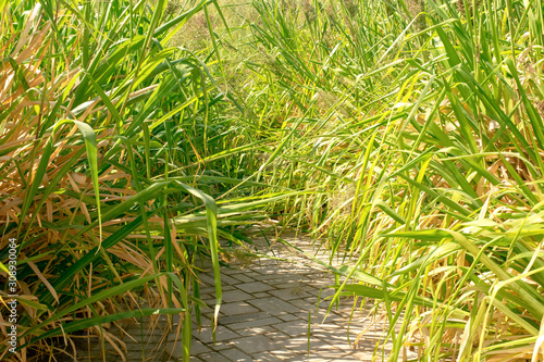 Overgrown with dry reeds path. Abandoned stoned pathway.