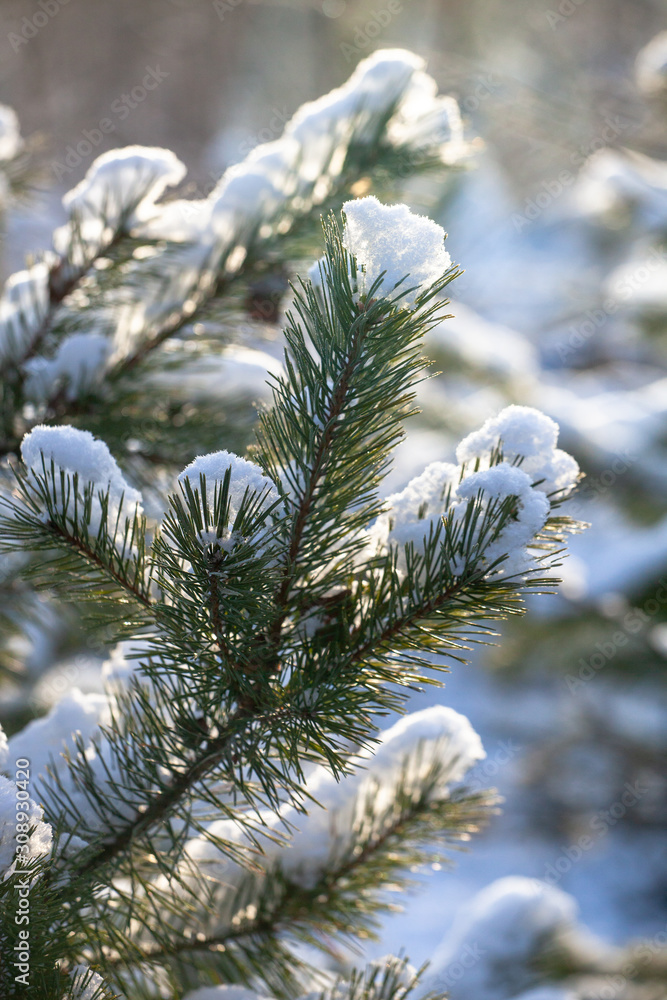 Snow-covered pine branches on a blurred forest background