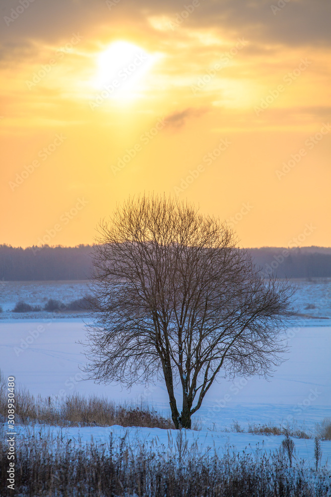 lonely tree in middle of frozen field . Selective focus on tree. Toned. lonely tree in middle of frozen field . Selective focus on tree. Toned.