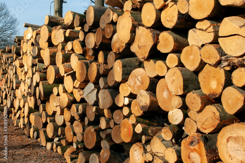 Chopped tree logs on a woodpile for the forestry industry