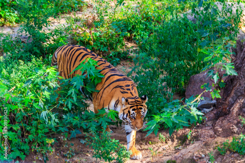 Portrait of a tiger  Panthera tigris 