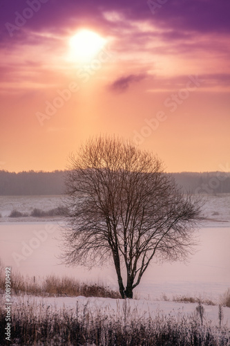 lonely tree in middle of frozen field . Selective focus on tree. Toned.