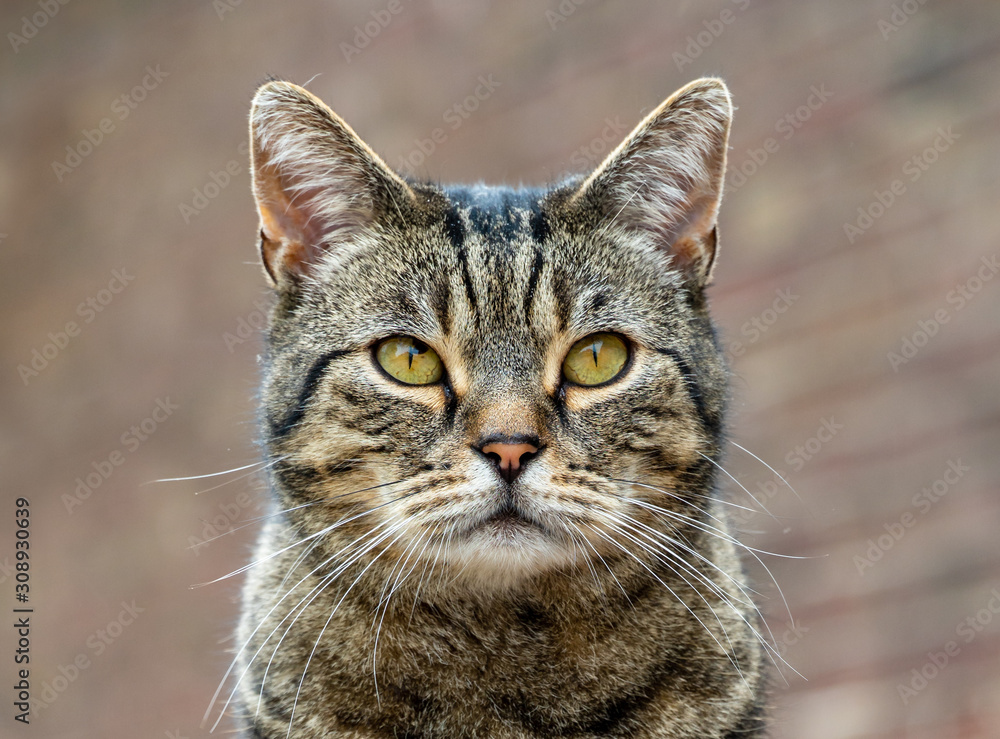 American shorthair cat sitting in front of a brick wall. Domestic striped cat. Feline look, whisker, shallow depth of field.