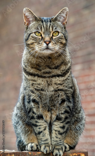 American shorthair cat sitting in front of a brick wall. Outdoor cat who shows himself to be a formidable hunter. Sitting full of pride  confident. Portrait of a domestic striped cat. Feline look.