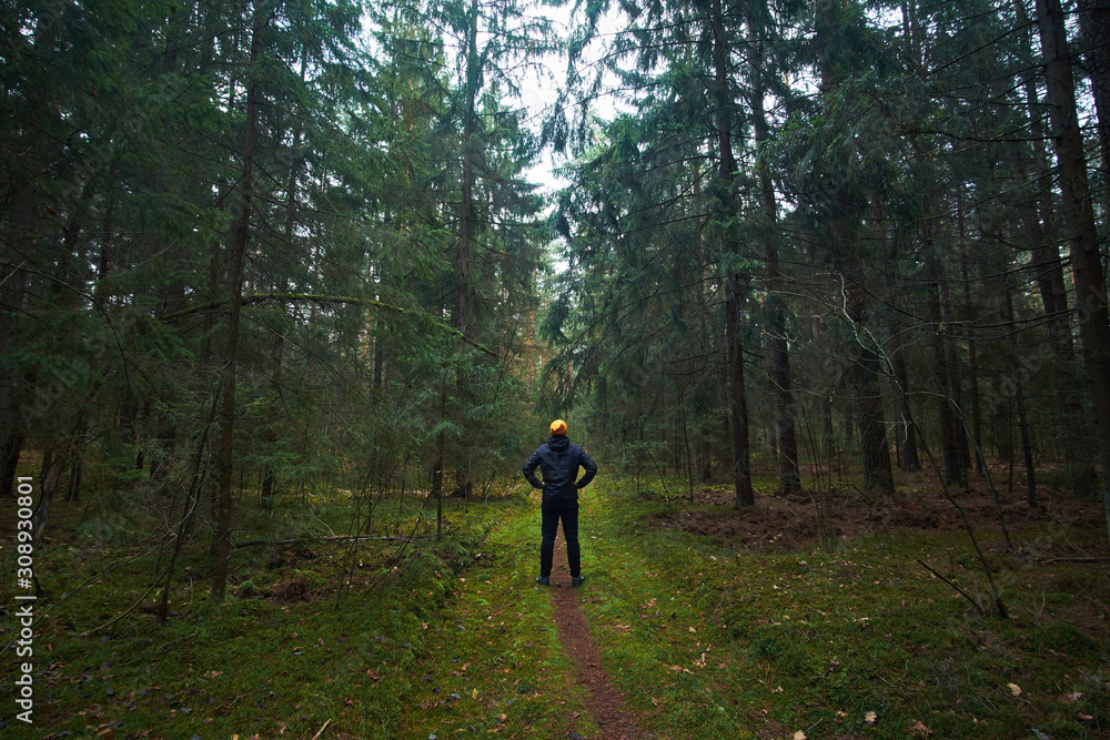 Caucasian man has a walk in spruce forest, view from back Caucasian man has a walk in spruce forest, view from back