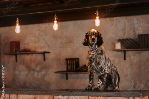 english setter dog posing in front of book shelves indoors photo