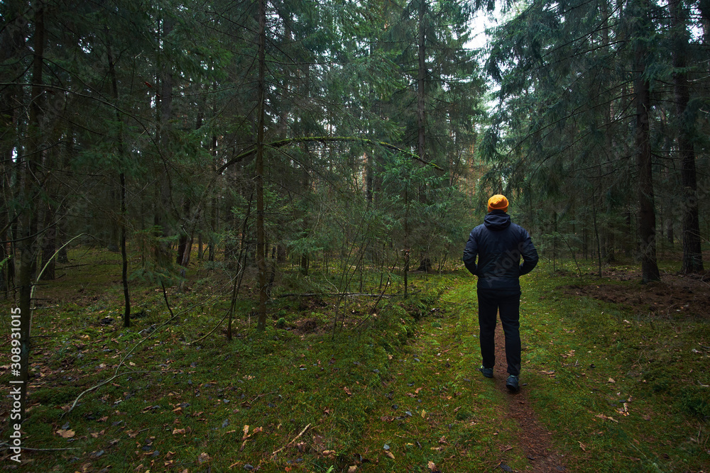 Man has a walk in rainy autumn spruce forest