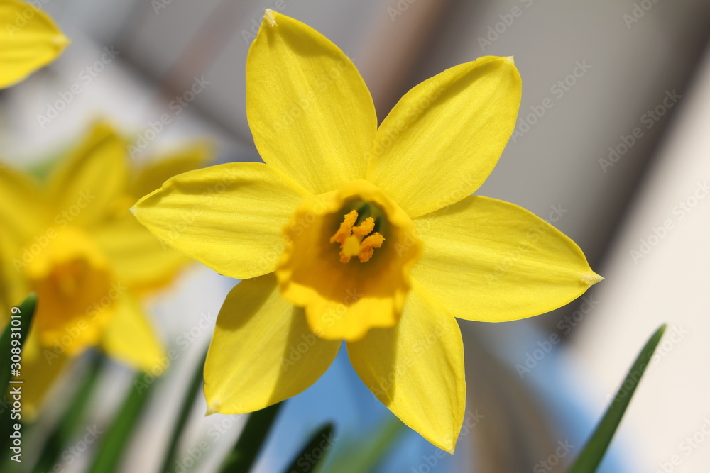 ラッパスイセンの黄色い花