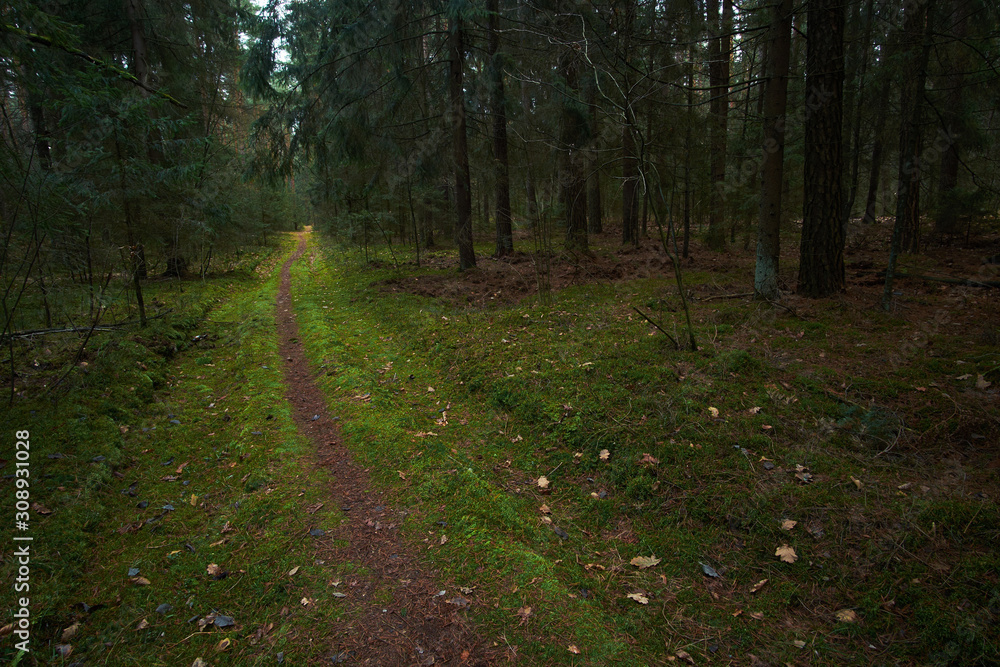 trail out by the woods in autumn spruce forest trail out by the woods in autumn spruce forest