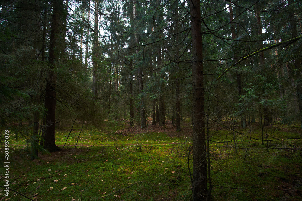 Obraz premium The spruce autumn forest path