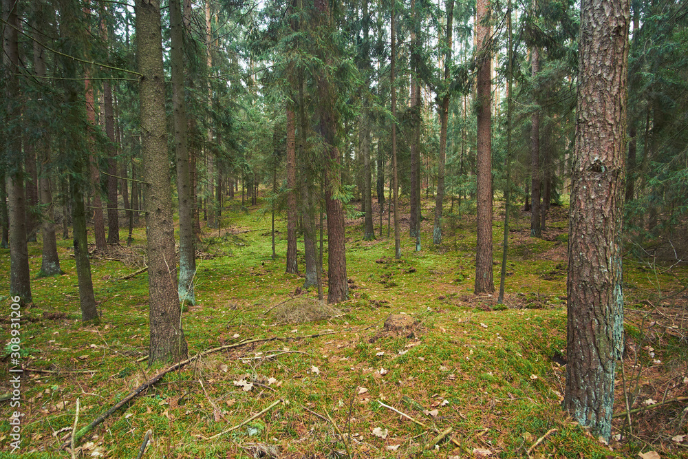 spruce forests with amount of moss spruce forests with amount of moss