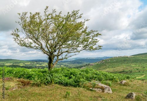 Isolated Hawthorn tree in English landscape near Haytor Rock in Dartmoor, England. Rocky landscape with green ferns, granite stones and grass. 