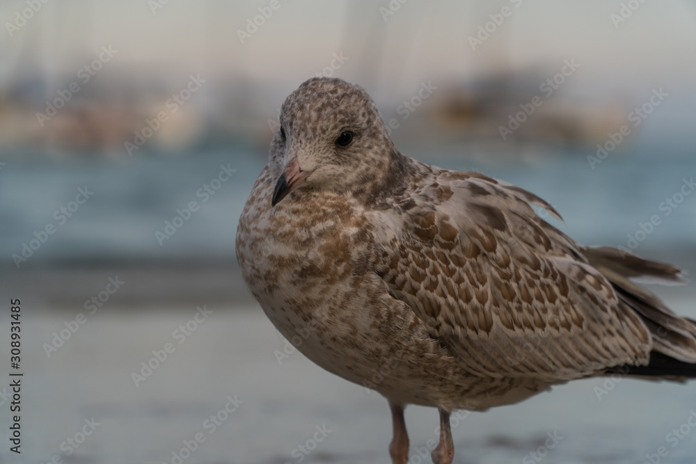 Obraz premium Close up view of seagull standing on lake side beach next to water as sunset off to distance turns day into night