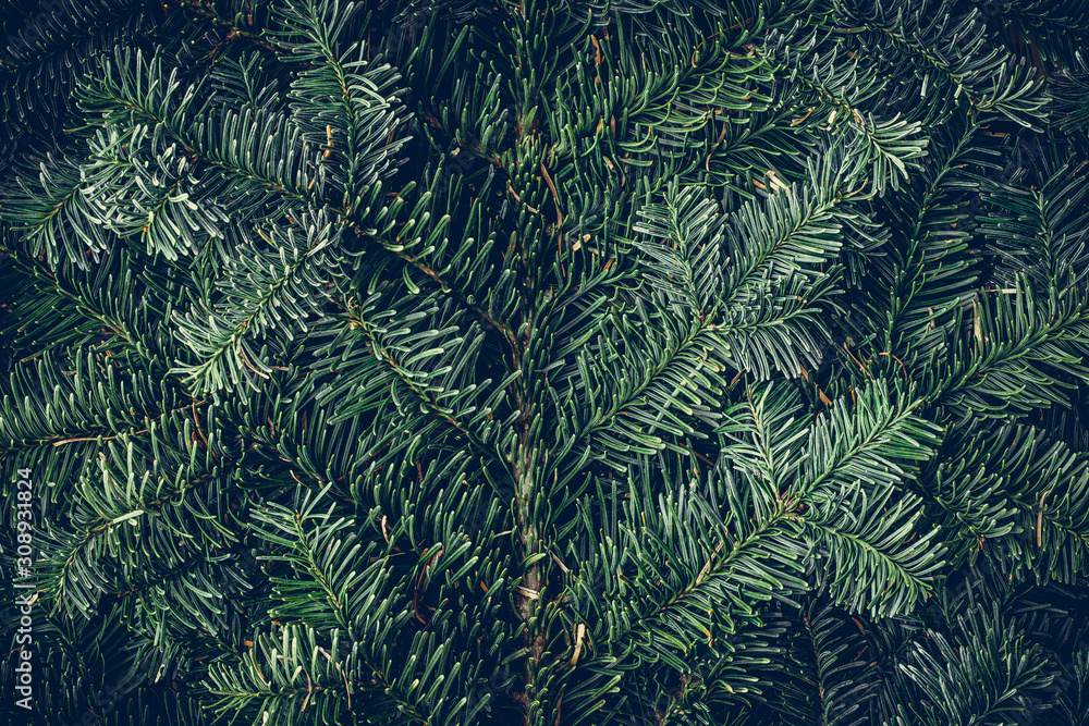 Background Of Pine Branches. Coniferous Green Texture. Stock Photo, Picture  and Royalty Free Image. Image 117726891.