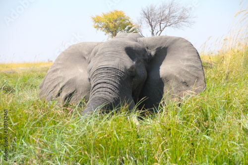 Elephants on the Okavango Delta