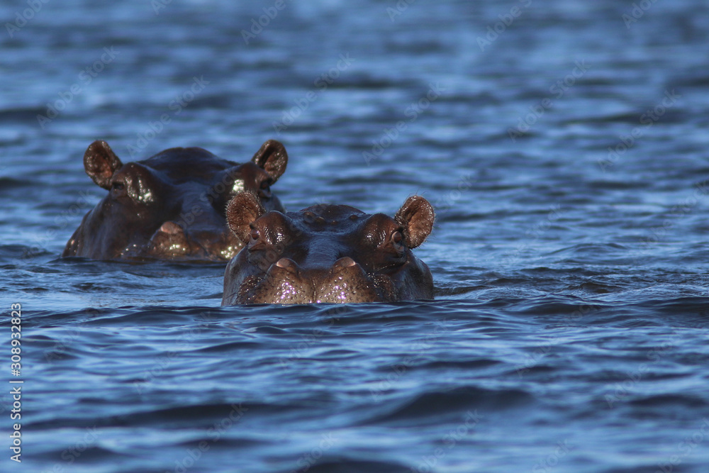 Fototapeta premium Hippos on the Okavango