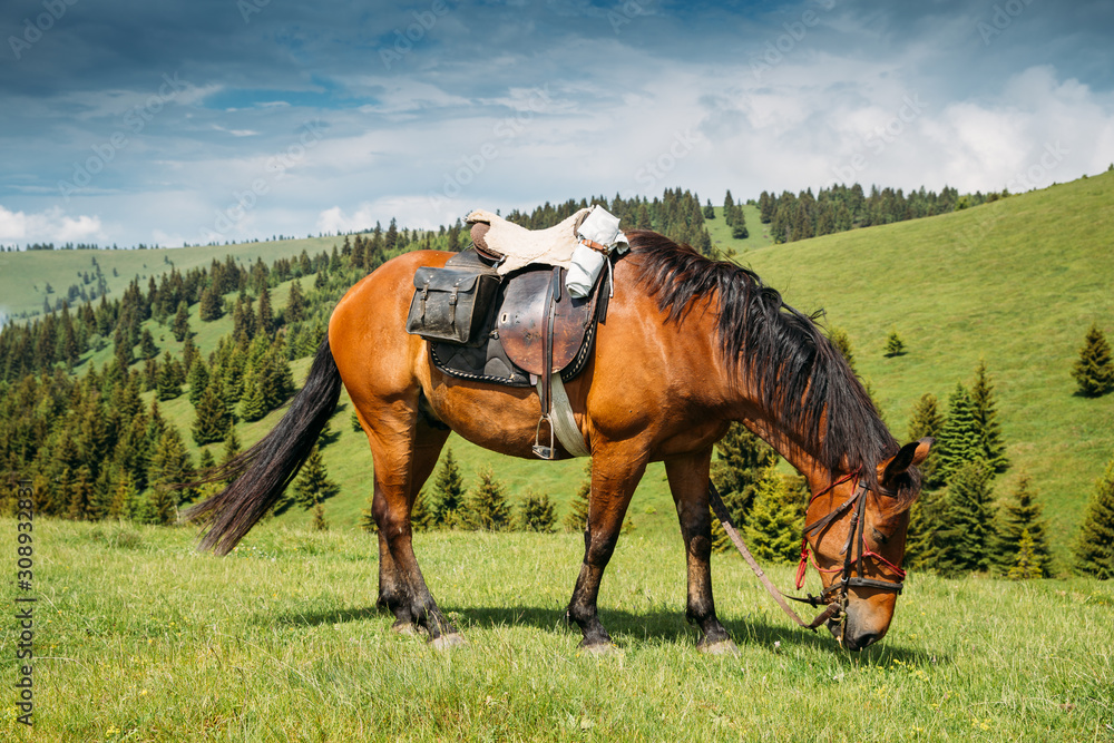 Obraz premium Beautiful horses on a meadow resting after a long trip.