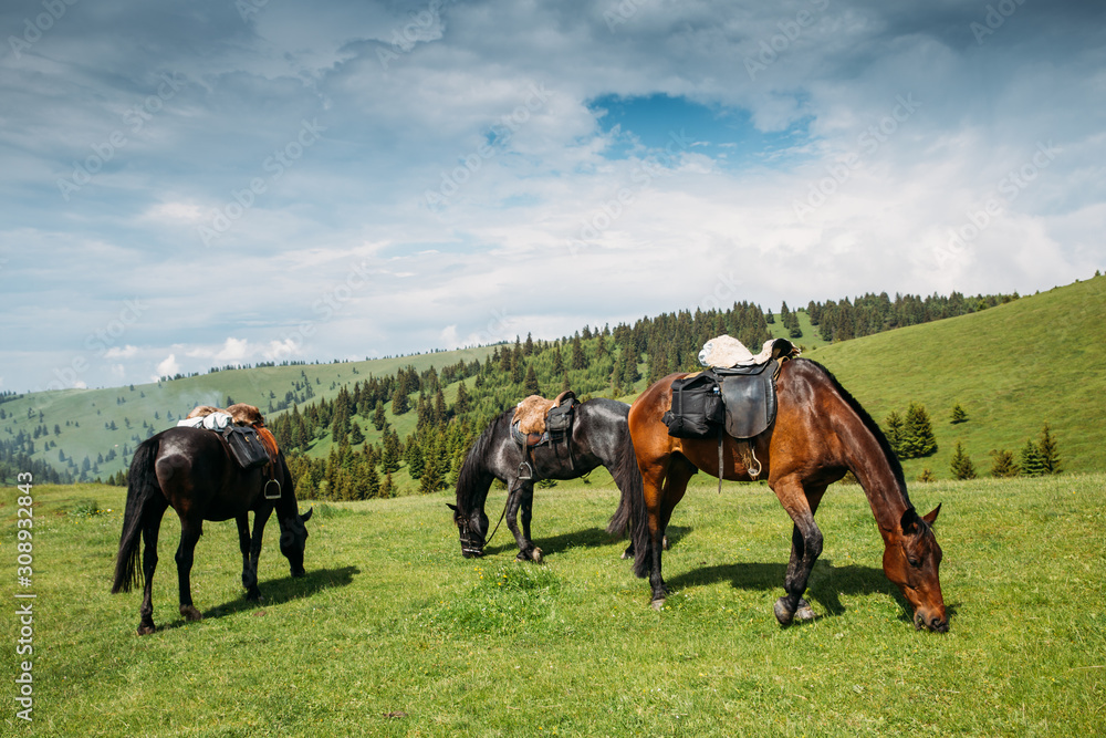 Beautiful horses on a meadow resting after a long trip. Beautiful horses on a meadow resting after a long trip.