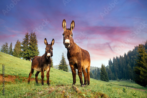 Photography Picture of a funny donkey at sunset in Transylvania.