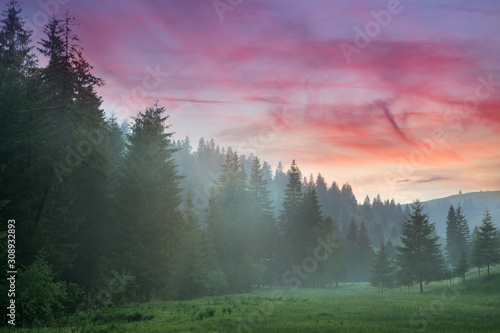 Beautiful landscape at sunset with fir trees in spring. 
