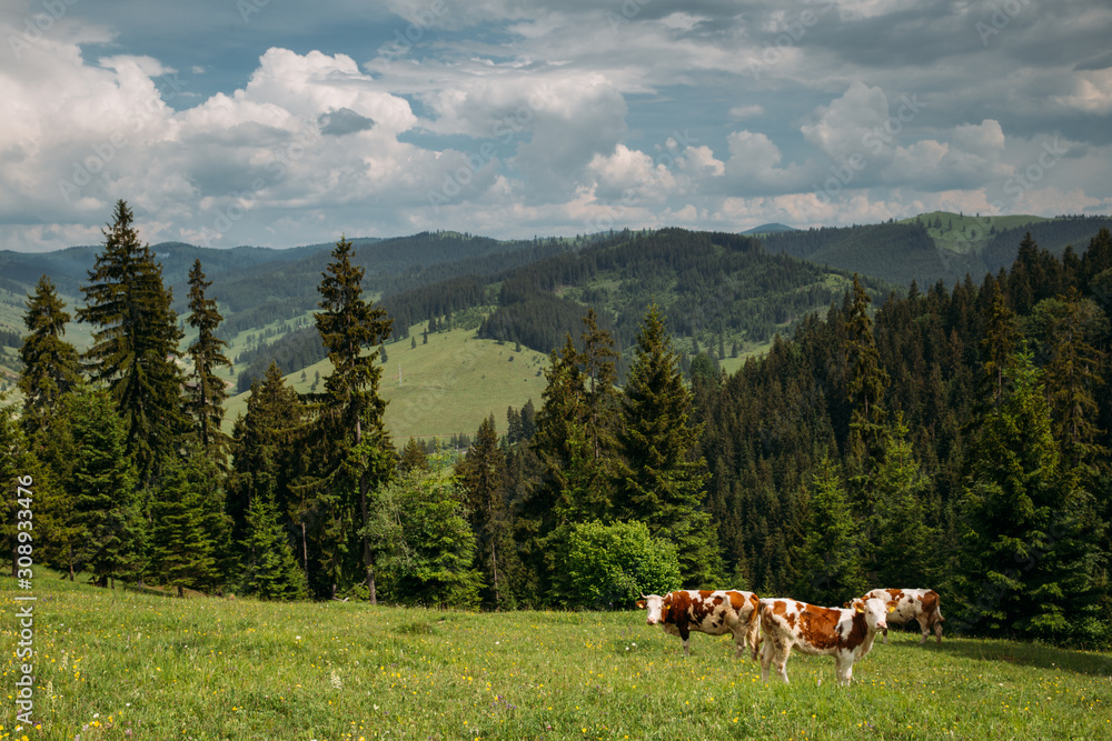Beautiful cows on a meadow somewhere in Transylvania.