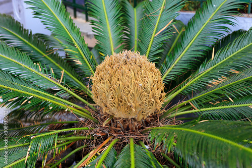 Fotografia Female cone and foliage of cycas revoluta cycadaceae sago palm