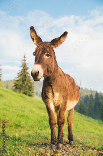 Picture of a funny donkey at sunset. © belyaaa
