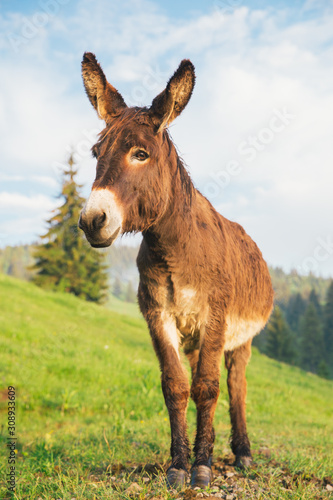 Obraz na płótnie Picture of a funny donkey at sunset.