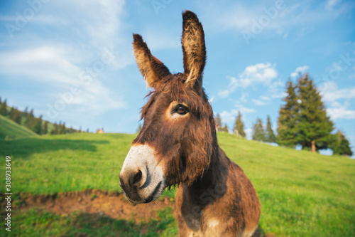 Picture of a funny donkey at sunset. photo
