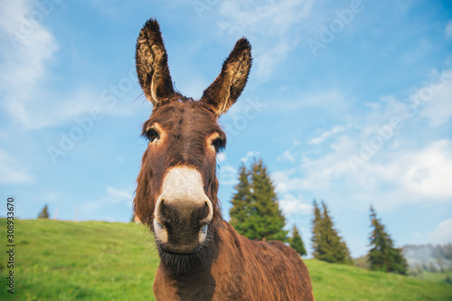 Picture of a funny donkey at sunset. © belyaaa