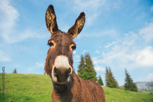 Picture of a funny donkey at sunset. Fototapet