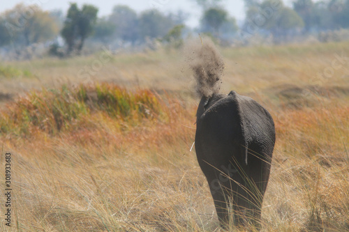 Elephants on the Delta