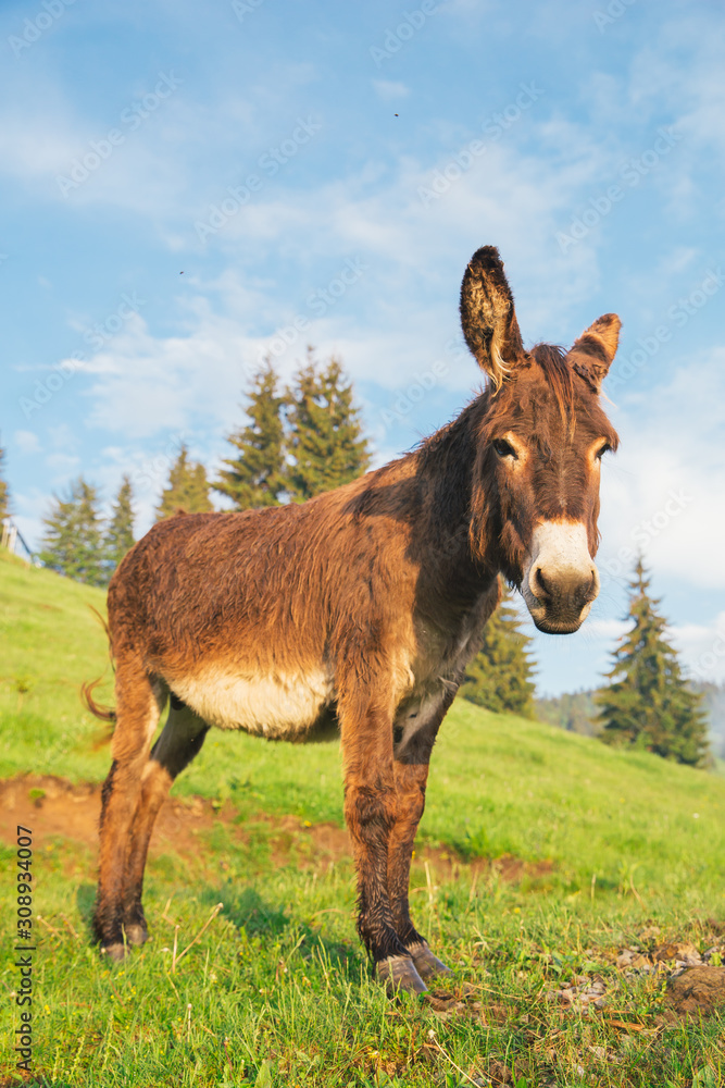 Picture of a funny donkey at sunset. Picture of a funny donkey at sunset.