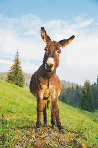 Canvas Print Picture of a funny donkey at sunset.