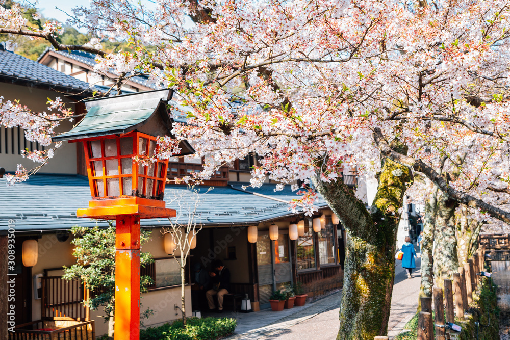 Kinosaki Onsen village with spring cherry blossoms in Hyogo, Japan