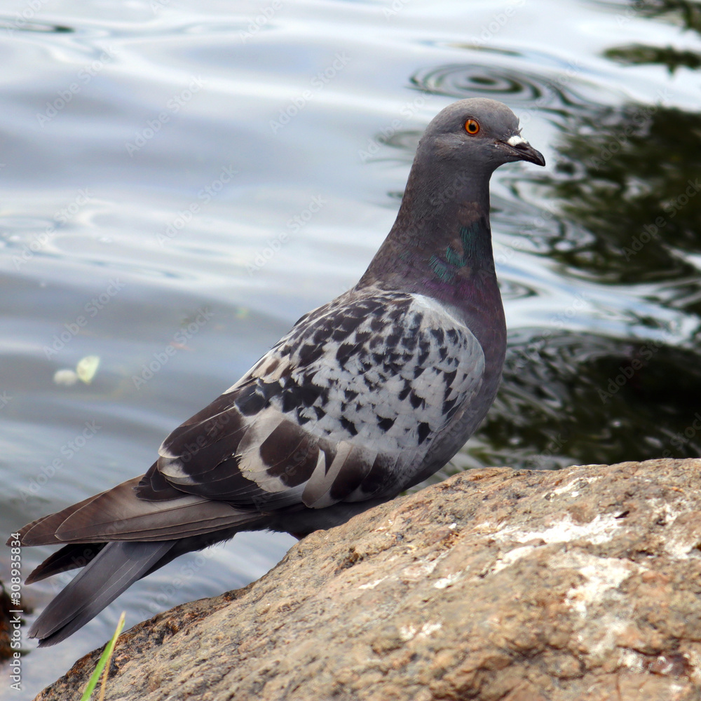 Obraz premium Cute curious urban pigeon sitting on a big boulder near the lake