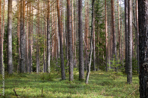 Fototapeta Naklejka Na Ścianę i Meble -  Straight pine trunks of ship pine forest and carpet of grass and moss below