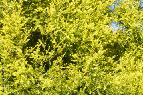 The pine tree branches and leaves